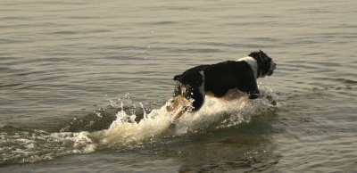 Aquadog