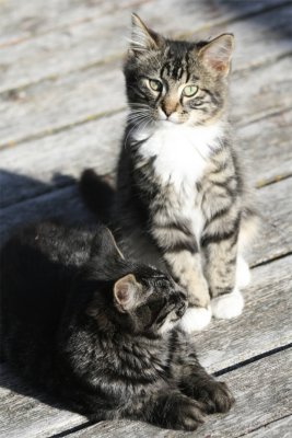 Farm Kittens
