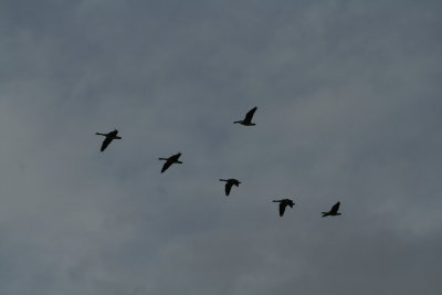Gathering Geese