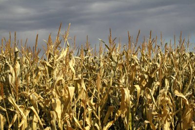 Fall corn