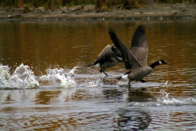 Geese flight