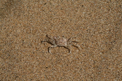 Sand Crab