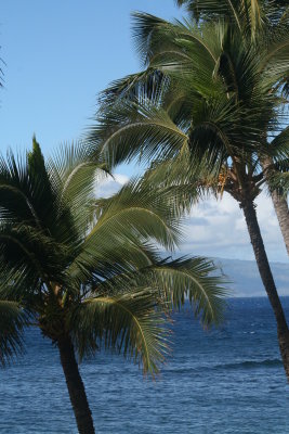 Maui Palms