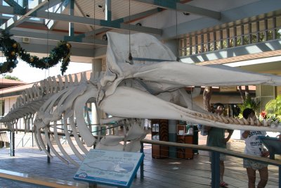 Sperm Whale skeleton