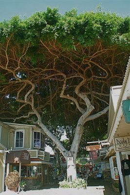 Maui tree in the square-view 2