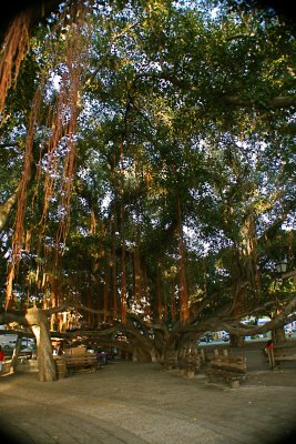 Base of the World Famous Lahaina Banyan Tree