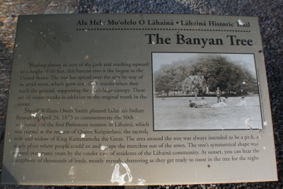 Banyan Tree Info. Sign