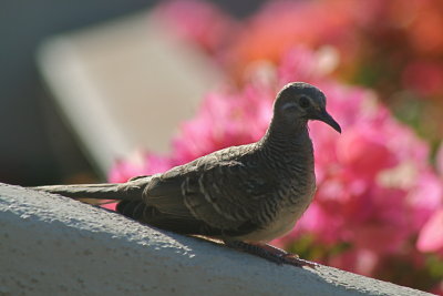 Zebra  Dove