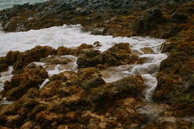 Ocean plantlife on the rocks