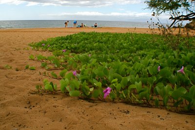 Creeping along the beach