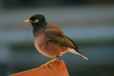 While baby Myna sat watching...