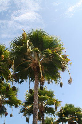 Interesting palm trees