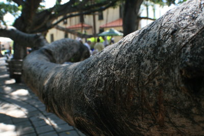 One of the long branches of the banyan tree.