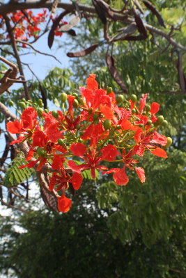 Hawaiian flowering tree