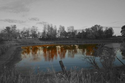 Pond Reflection