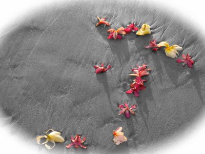 Maui-Scattered petals on the beach