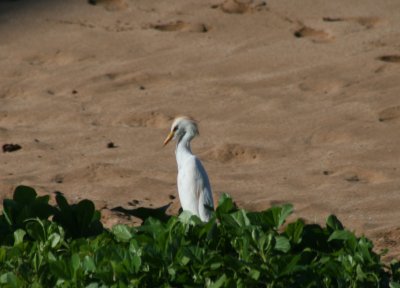 Egret