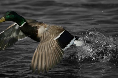 Duck takeoff