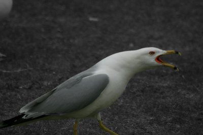Squacking gull