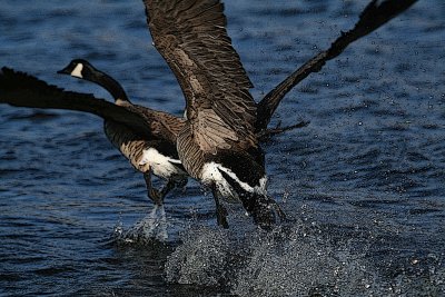 Geese takeoff