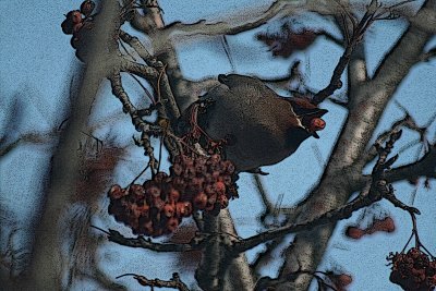 Feast of the Waxwing