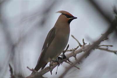 The Waxwings on their berry hunt