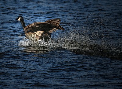 Goose takeoff