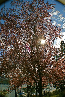 Cherry Blossum tree - full bloom