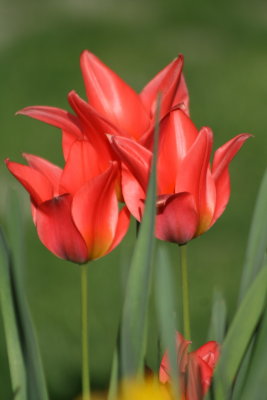 One more tulip shot