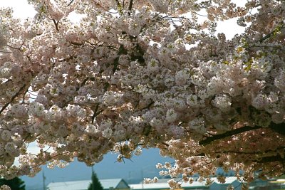 Cherry Blossoms