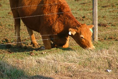 A Marriage Proposal.....or yes Cindi....perhaps the grass is greener.