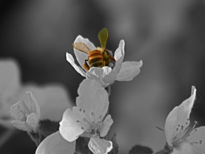 Back yard honey bee