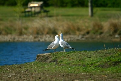 IMG_7484.JPG