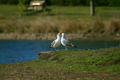 IMG_7486.JPG