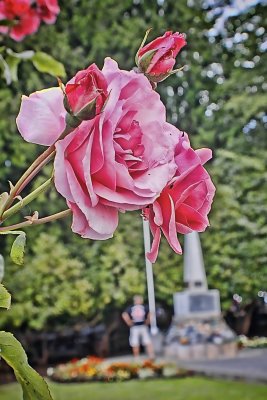 _MG_6558T
