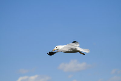Grace of the gull