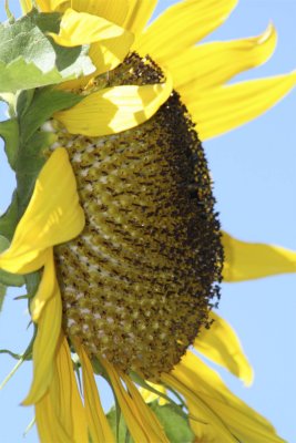 Sunflower Yellow 3