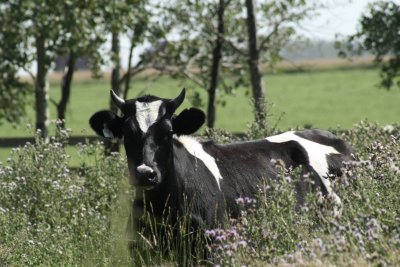  Cow in the thistle