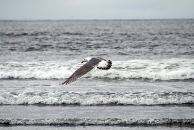 Gull on the hunt