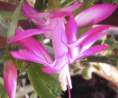 40 year old Christmas cactus