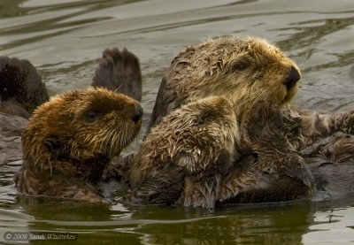 Sea Otters - Too Cute for Words!