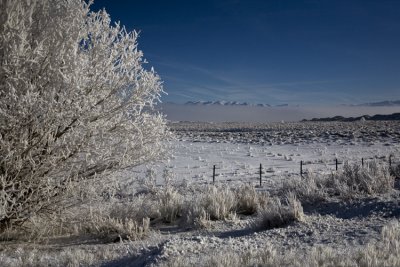 Hoar Frost as Freezing Fog Retreats