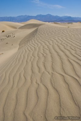 Tromping Around the Dunes