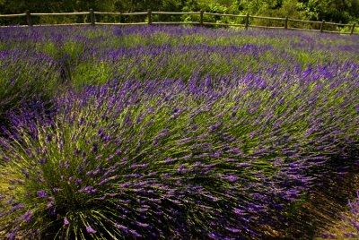 Lavender fields in California