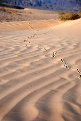 Someone's Been Running Around the Dunes