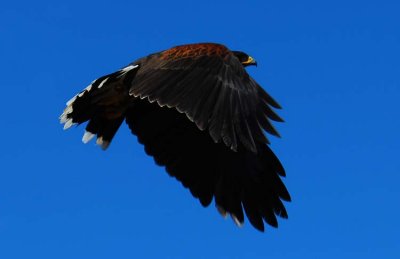 Harris Hawk