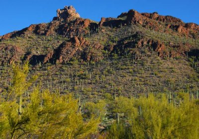 Bit of Scenic Sonoran Desert