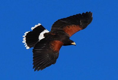 Harris Hawk