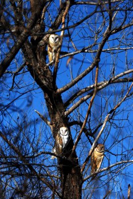 Look - There Be Owls!!!