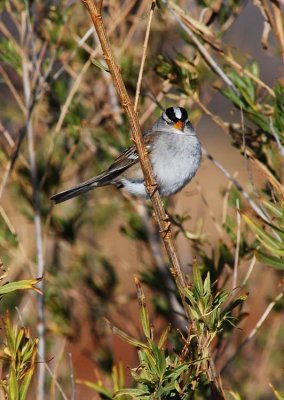 Sweet White Crowned Sparrow